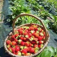 Les gourmandises de Blours