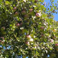 Jus de pomme bio Marque Valeurs Parc naturel régional de l'Avesnois