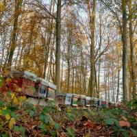 Les ruches en forêt