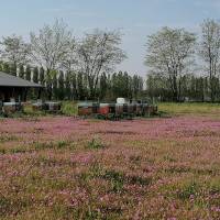 Abeilles de Loire©PNRLAT