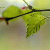 Eywa nature