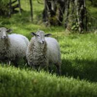 © Atelier 58 / Parc naturel régional du Morvan