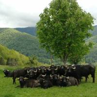 La Ferme de Souègnes