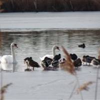 Oiseaux hivernant sur le site de la Réserve Naturelle Régionale Terres et Etangs de Brenne Massé-Foucault