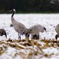 Grues cendrées en Brenne - Jean-Marie Pruvost