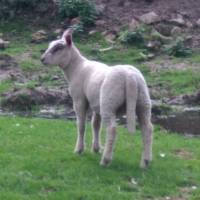 GAEC de l'Ecorchien / Parc naturel régional du Morvan