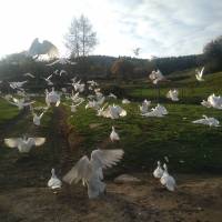 GAEC de l'Ecorchien / Parc naturel régional du Morvan