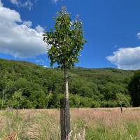 Les arbres fruitiers plantés