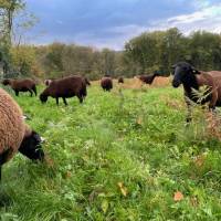 Le pâturage des moutons