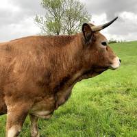 L'Aubrac