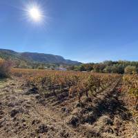 Les vignes @Relais du Gùs Bleu - Parc de la Sainte-Baume