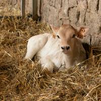 © Karine GAMBART SPIRKEL / Parc naturel régional du Morvan