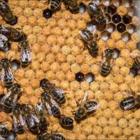 Les abeilles d'Adeline