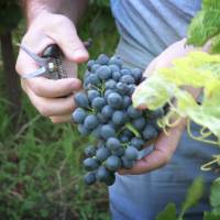Vendanges Maslauris