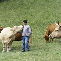 Baptiste et ses vaches