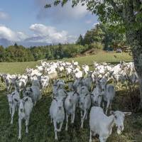 Chèvres de la Rochetière