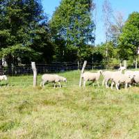 Fresse Bergerie des Planches