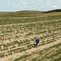 Les Pépites de l'Aubrac