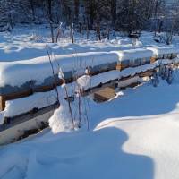 Les abeilles de Corentin et le rucher d'Antonin