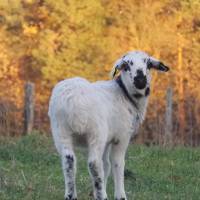 Agneau Rava dans un champs à la Ferme du Pré fleuri - Parc naturel régional Livradois-Forez