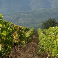 Vignoble 2 Domaine Allois