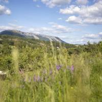 Paysages