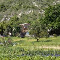 Les Damias