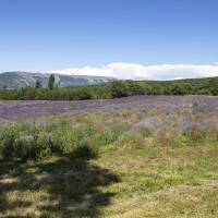Lavanderaie des Hautes-Baronnies