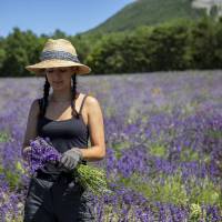 Lavanderaie des Hautes-Baronnies