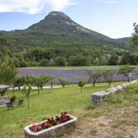 Le jardin et les lavandes