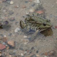 Sorties amphibiens CPIE Touraine Val de Loire©PNR Loire Anjou Touraine