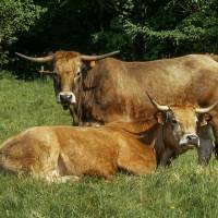 © Montagne Haut-Languedoc - Ferme de Besses