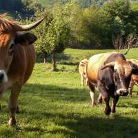 © Montagne Haut-Languedoc - Ferme de Besses