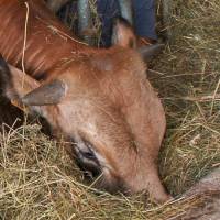 © Montagne Haut-Languedoc - Ferme de Besses