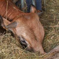 © Montagne Haut-Languedoc - Ferme de Besses