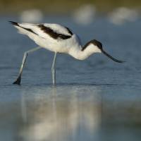 Avocette