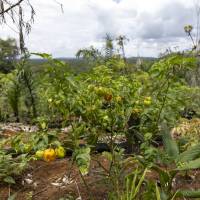 Abattis de manioc