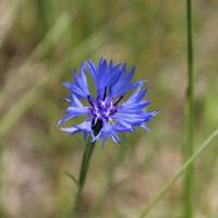 Bleuet