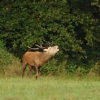 Brame du cerf en Brenne- Kévin-Laloge