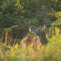 Brame du cerf en Brenne