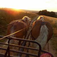 Attelage de 2 chevaux comtois au soleil couchant - Parc naturel régional Livradois-Forez - La Ferme du Pré fleuri
