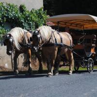 Attelage avec 2 chevaux comtois à la ferme du pré fleuri - Parc naturel régional Livradois-Forez