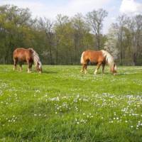 2 chevaux comtois dans un champ en fleur - La femr du pré fleuri - Parc naturel régional Livradois-Forez