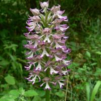 Sortie orchidées CPIE Touraine Val de Loire©PNR Loire Anjou Touraine