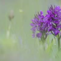 Une orchidée violette