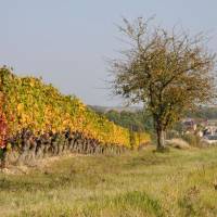 Clos des Cordeliers©PNR Loire Anjou Touraine