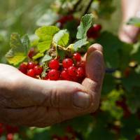 Les gourmandises de Blours