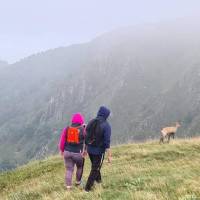 Olivier THORNER observation chamois