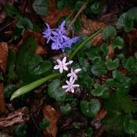 Fleurs de sous-bois