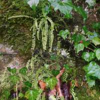 Plante 